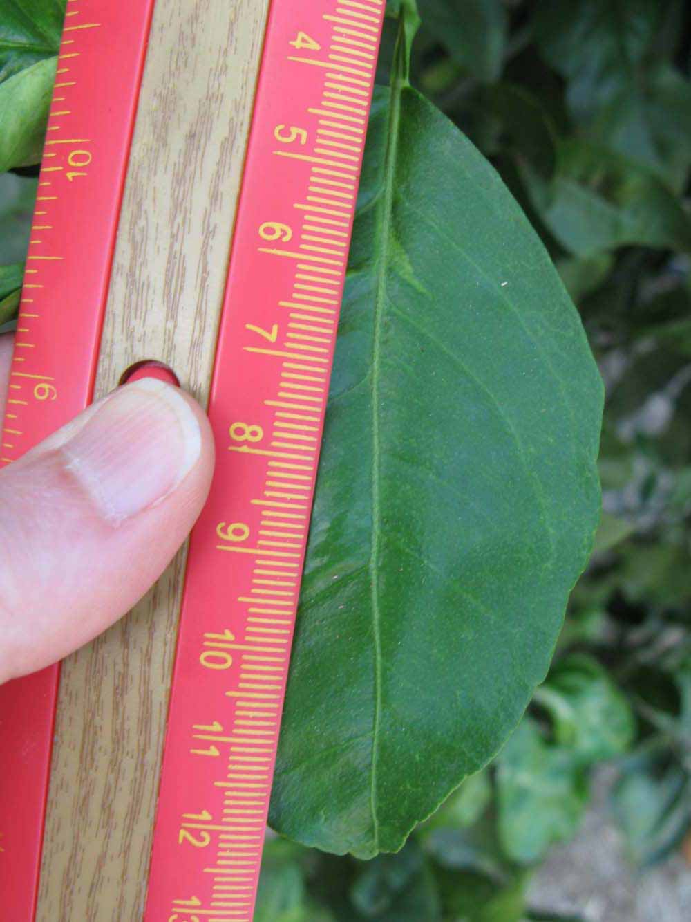              Unifoliolate leaf (Winter Haven, FL)       